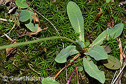 Foto: Geöhrtes Habichtskraut (Hieracium lactucella)