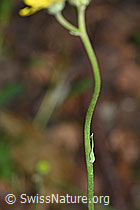 Foto: Geöhrtes Habichtskraut (Hieracium lactucella)
