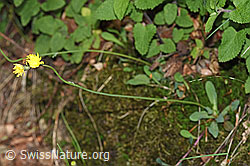 F182804: Geöhrtes Habichtskraut (Hieracium lactucella)