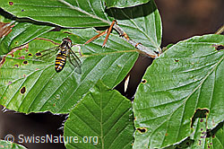 Hainschwebfliege (Episyrphus balteatus) (F182805)