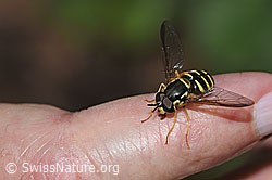 Photo: Chrysotoxum cautum