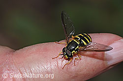 Photo: Chrysotoxum cautum