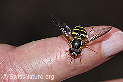 Photo: Chrysotoxum cautum