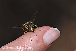 Photo: Chrysotoxum cautum