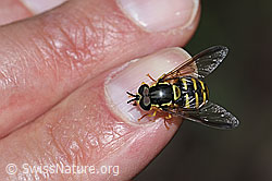 Photo: Chrysotoxum cautum