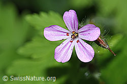 F182818: Ruprechtskraut (Geranium robertianum)