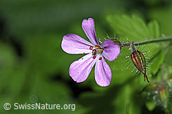 F182819: Ruprechtskraut (Geranium robertianum)