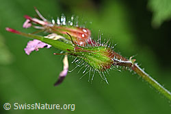 F182820: Ruprechtskraut (Geranium robertianum)