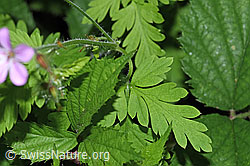 F182822: Ruprechtskraut (Geranium robertianum)