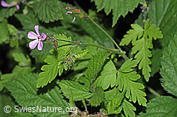 F182823: Ruprechtskraut (Geranium robertianum)