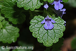 F182824: Gemeine Gundelrebe (Glechoma hederacea)