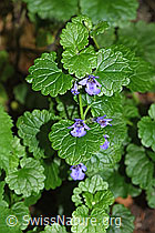 F182825: Gemeine Gundelrebe (Glechoma hederacea)