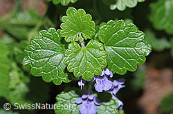 F182831: Gemeine Gundelrebe (Glechoma hederacea)