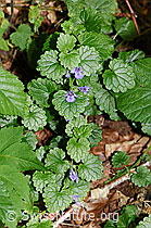 F182832: Gemeine Gundelrebe (Glechoma hederacea)