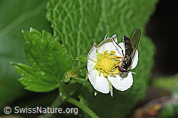 F182849: Graue Breitfussschwebfliege (Platycheirus albimanus) auf Wald-Erdbeere (Fragaria vesca)