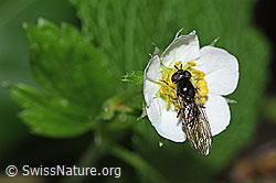 F182851: Graue Breitfussschwebfliege (Platycheirus albimanus) auf Wald-Erdbeere (Fragaria vesca)