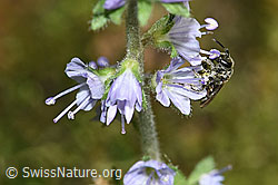 F182853: Dunkelgrüne Schmalbiene (Lasioglossum morio) auf Gebräuchlichem Ehrenpreis (Veronica officinalis)