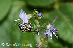 F182855: Dunkelgrüne Schmalbiene (Lasioglossum morio) auf Gebräuchlichem Ehrenpreis (Veronica officinalis)