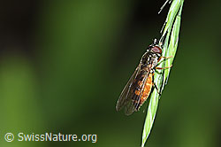 Melanostoma scalare (12.06.2021, F182862)