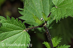 F182871: Grosse Brennnessel (Urtica diocia)