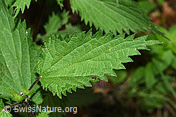 F182872: Grosse Brennnessel (Urtica diocia)