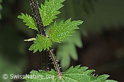 F182874: Grosse Brennnessel (Urtica diocia)