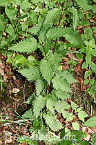 F182876: Grosse Brennnessel (Urtica diocia)