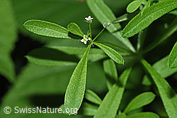 Kletten-Labkraut (Galium aparine) (F182877)