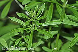 Kletten-Labkraut (Galium aparine) (F182880)