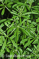 Kletten-Labkraut (Galium aparine) (F182882)