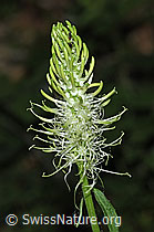 F182902: Ährige Rapunzel (Phyteuma spicatum)