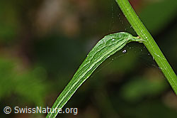 F182903: Ährige Rapunzel (Phyteuma spicatum)