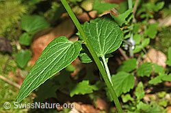 F182904: Ährige Rapunzel (Phyteuma spicatum)