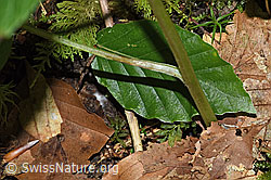 F182908: Ährige Rapunzel (Phyteuma spicatum)