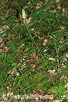 F182911: Ährige Rapunzel (Phyteuma spicatum)