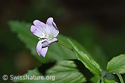 Berg-Weidenröschen (Epilobium montanum) (F182939)