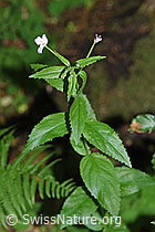 Berg-Weidenröschen (Epilobium montanum) (F182942)