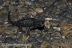 F183276: Alpensalamander (Salamandra atra)
