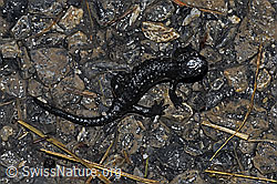 F183278: Alpensalamander (Salamandra atra)