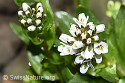 Bach-Gänsekresse (Arabis subcoriacea) (F183287)