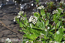 Bach-Gänsekresse (Arabis subcoriacea) (F183290)