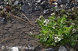 Bach-Gänsekresse (Arabis subcoriacea) (F183291)