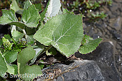 F183292: Huflattich (Tussilago farfara)
