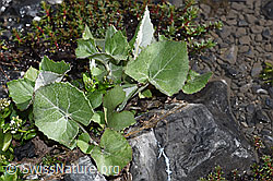 F183293: Huflattich (Tussilago farfara)