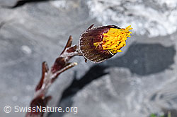 F183295: Huflattich (Tussilago farfara)