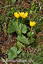 Sumpf-Dotterblume (Caltha palustris) (F183299)
