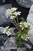 Alpen-Gämskresse (Pritzelago alpina) (F183316)
