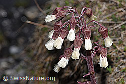 F183321: Alpen-Pestwurz (Petasites paradoxus)