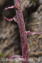 F183322: Alpen-Pestwurz (Petasites paradoxus)