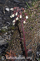 F183323: Alpen-Pestwurz (Petasites paradoxus)